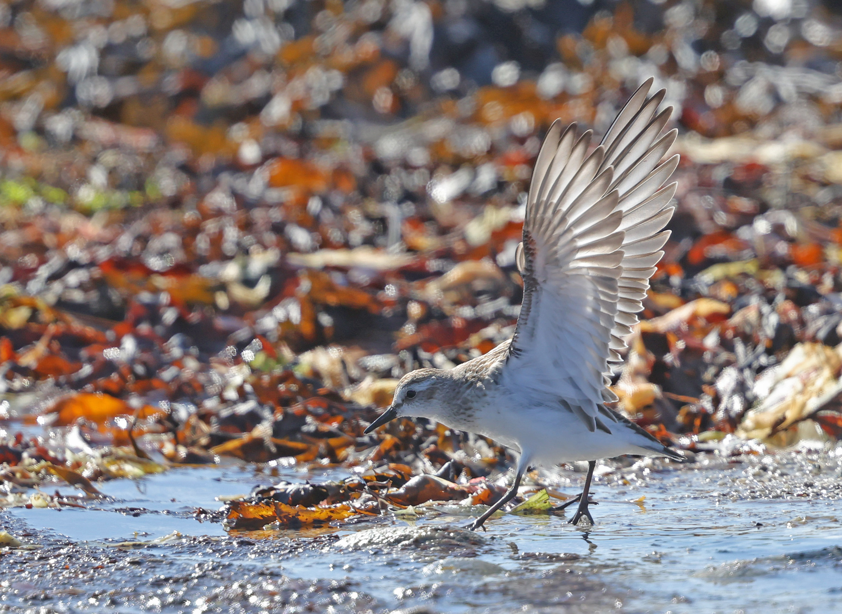 Semipalmated Sandpiper