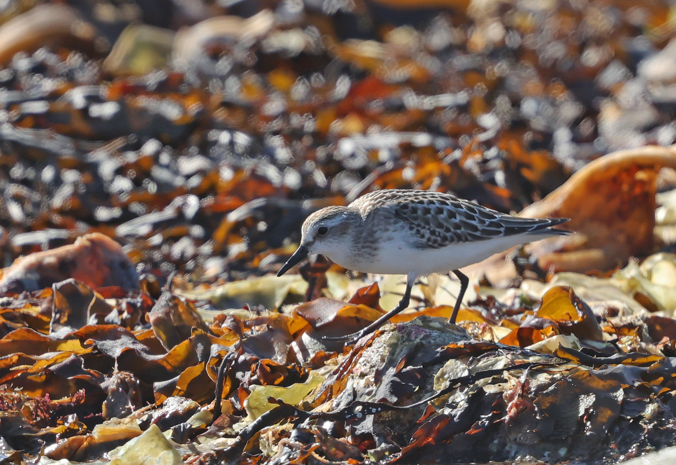 Semipalmated Sandpiper