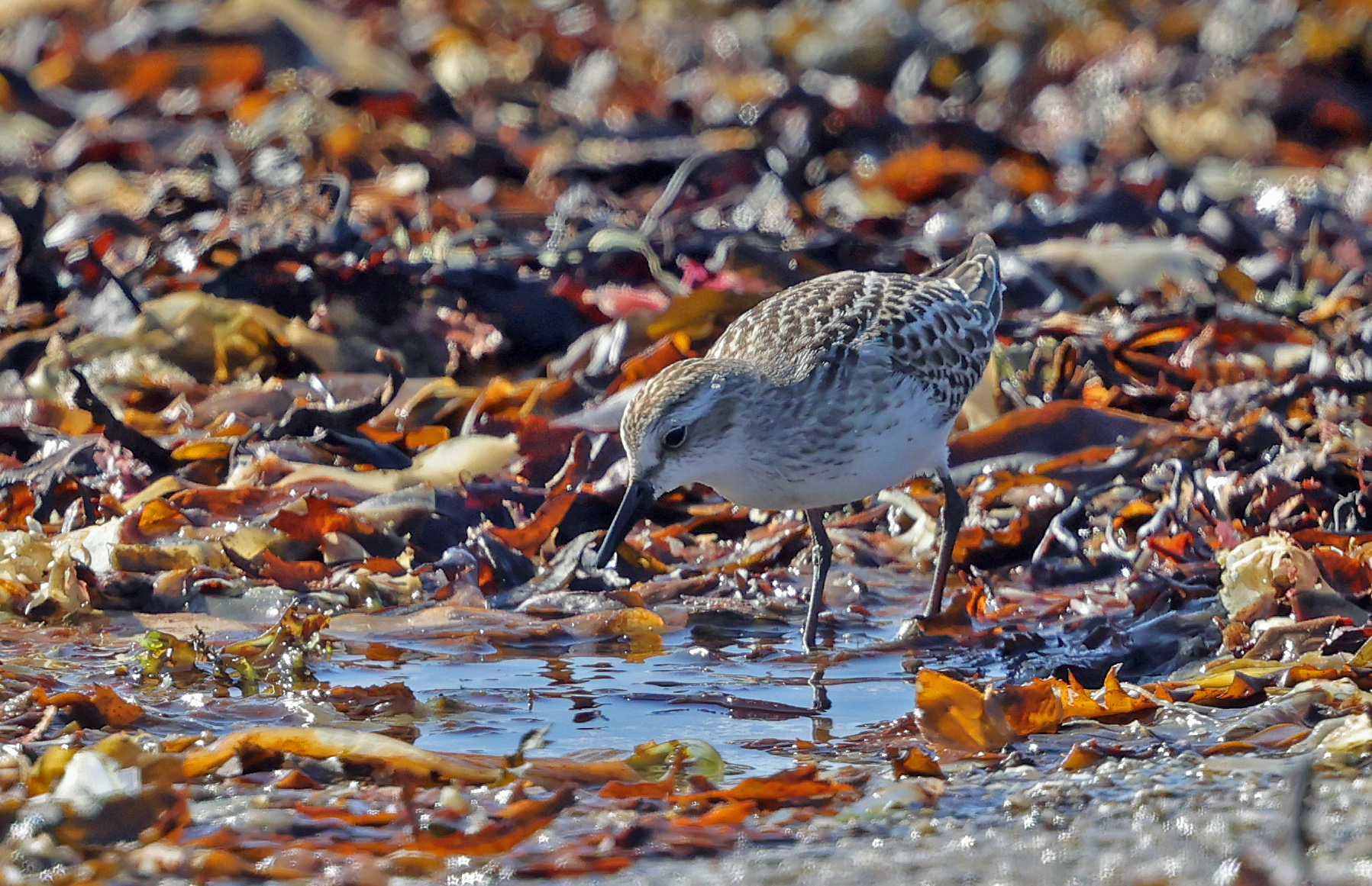 Semipalmated Sandpiper