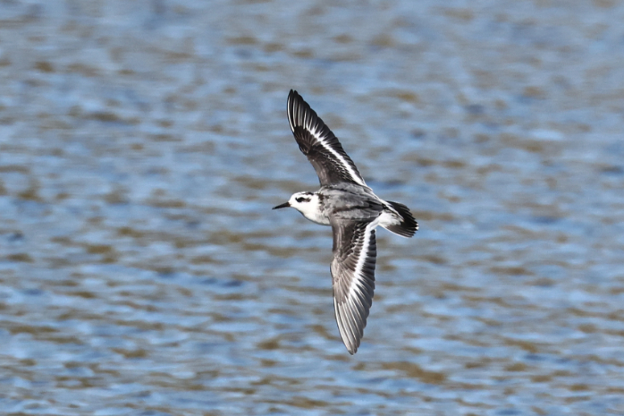 Grey Phalarope