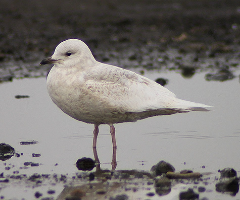 Iceland Gull
