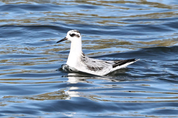 Grey Phalarope