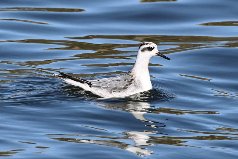 Grey Phalarope