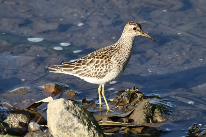 Pectoral Sandpiper