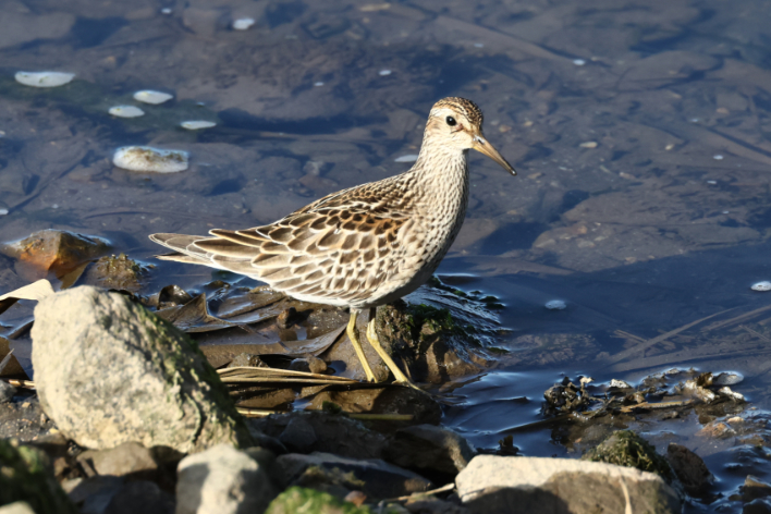 Pectoral Sandpiper