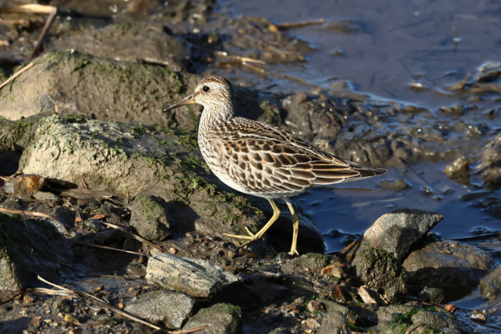 Pectoral Sandpiper