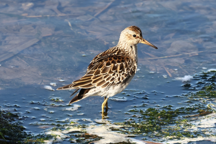 Pectoral Sandpiper