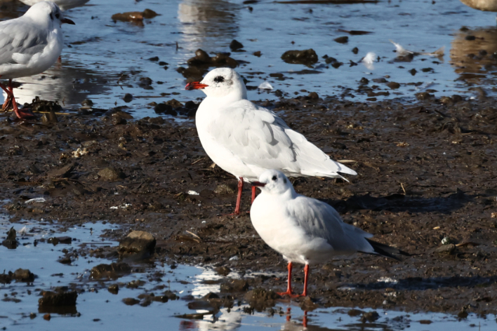 Mediterranean Gull