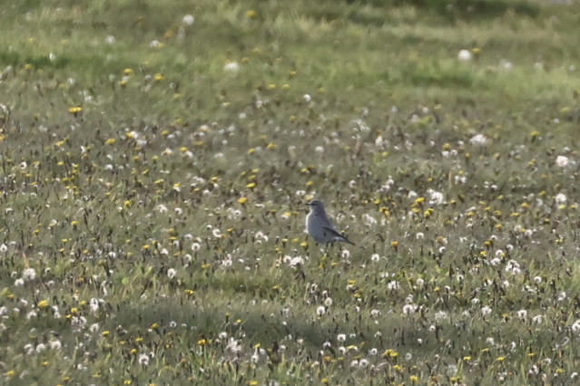 Isabelline Wheatear