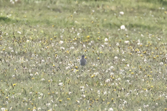 Isabelline Wheatear