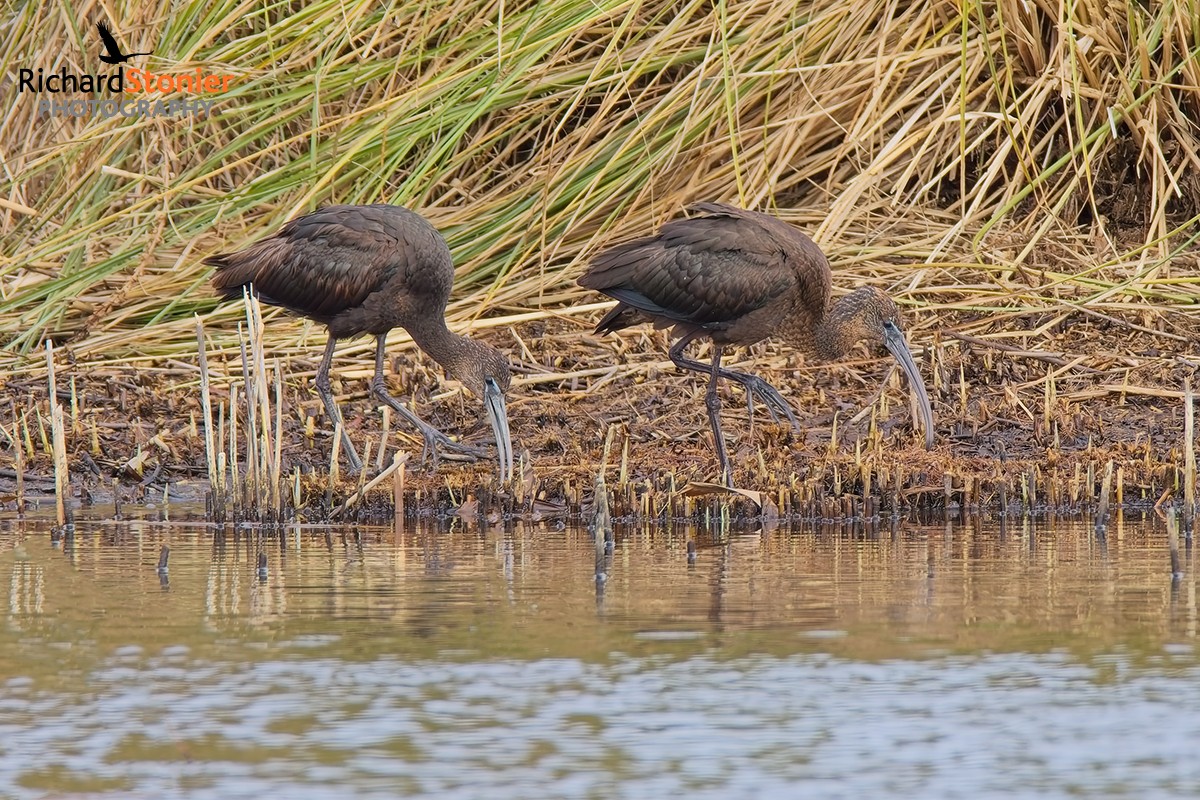 Glossy Ibis
