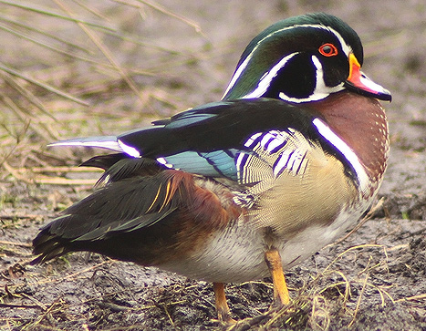 Wood Duck