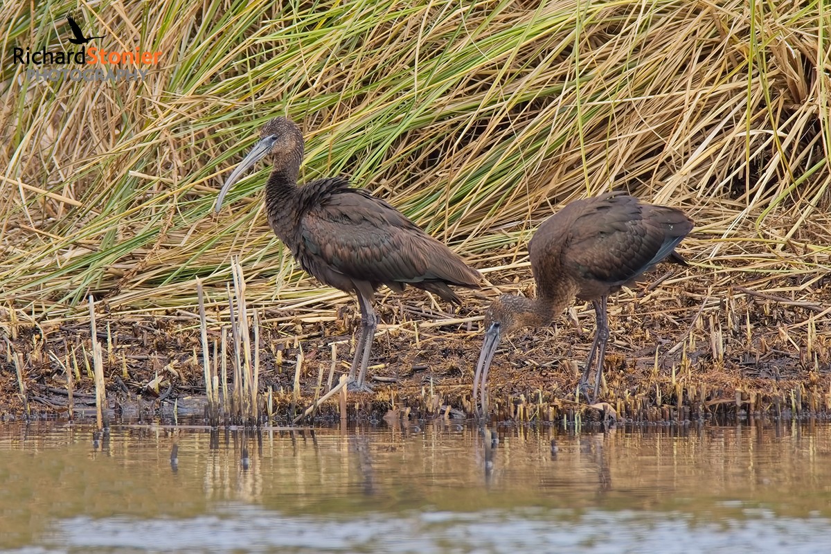 Glossy Ibis
