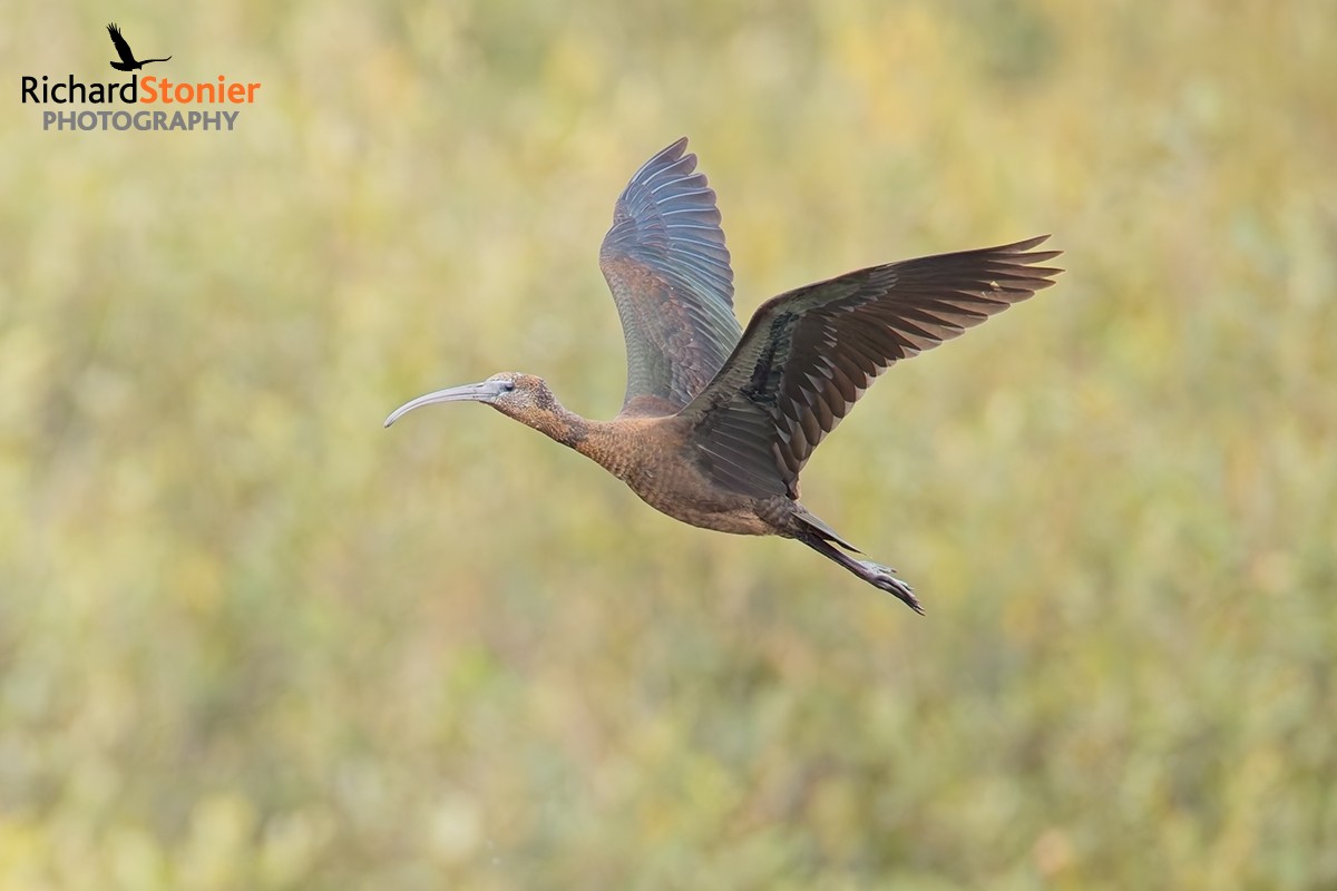 Glossy Ibis