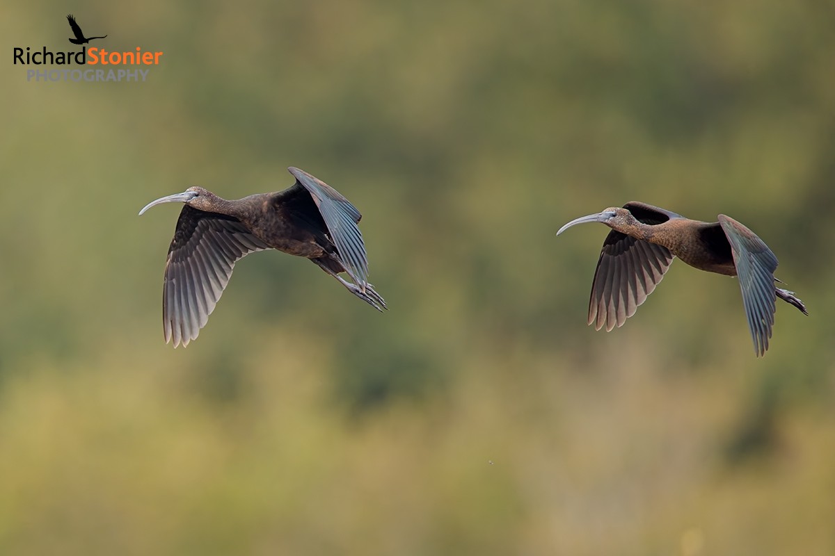 Glossy Ibis