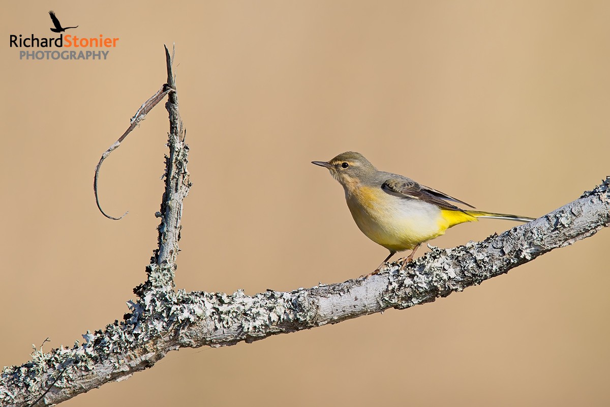 Grey Wagtail