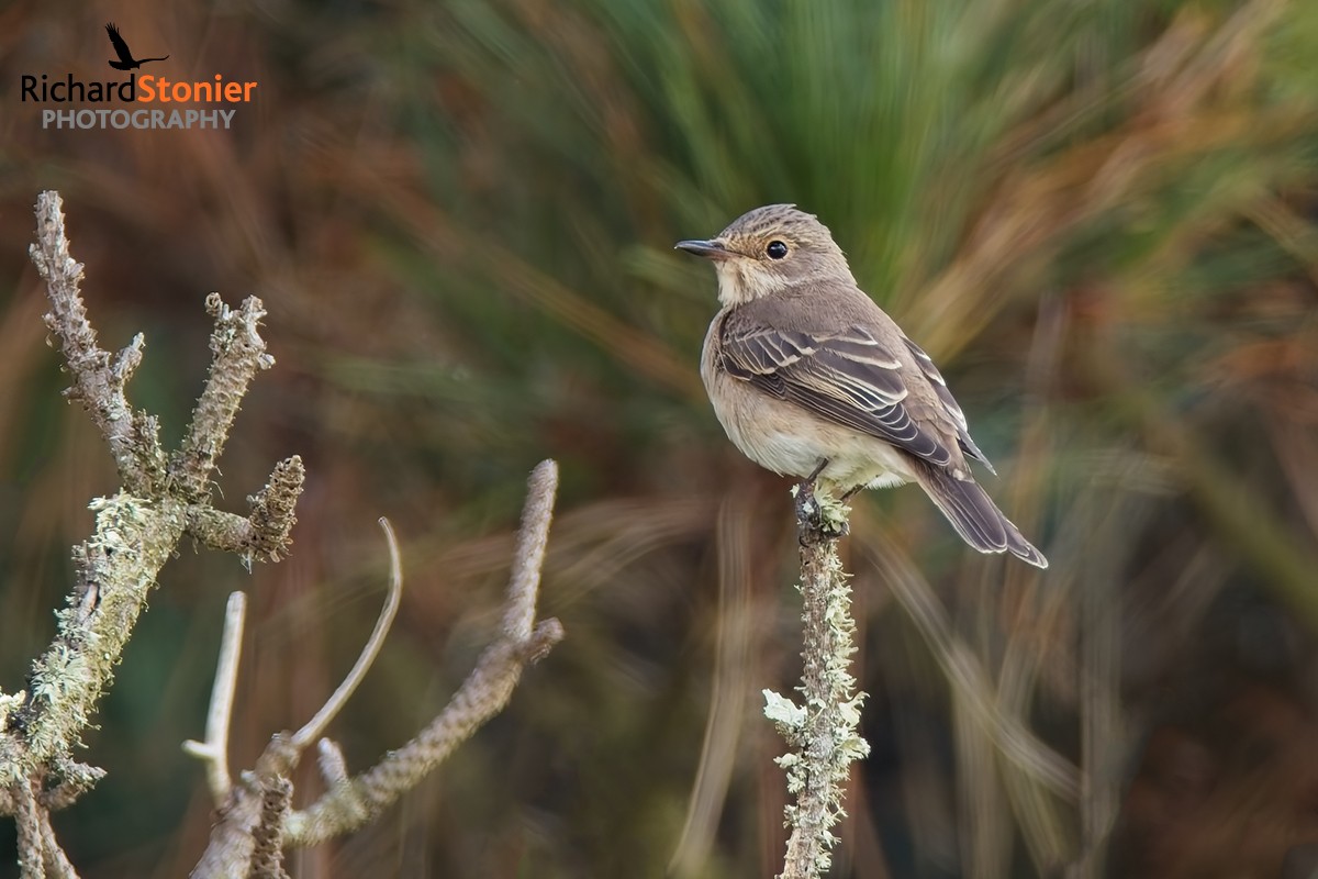 Spotted Flycatcher