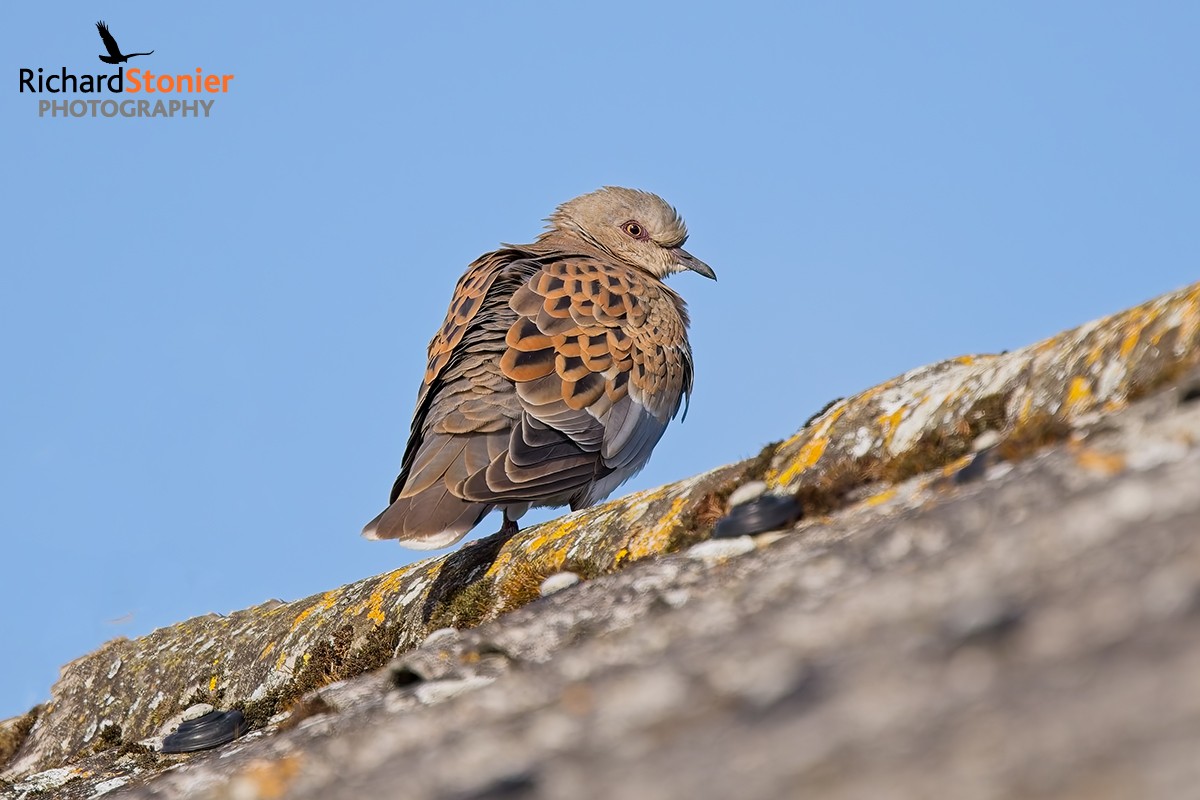 Turtle Dove