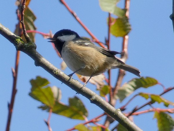 Coal Tit