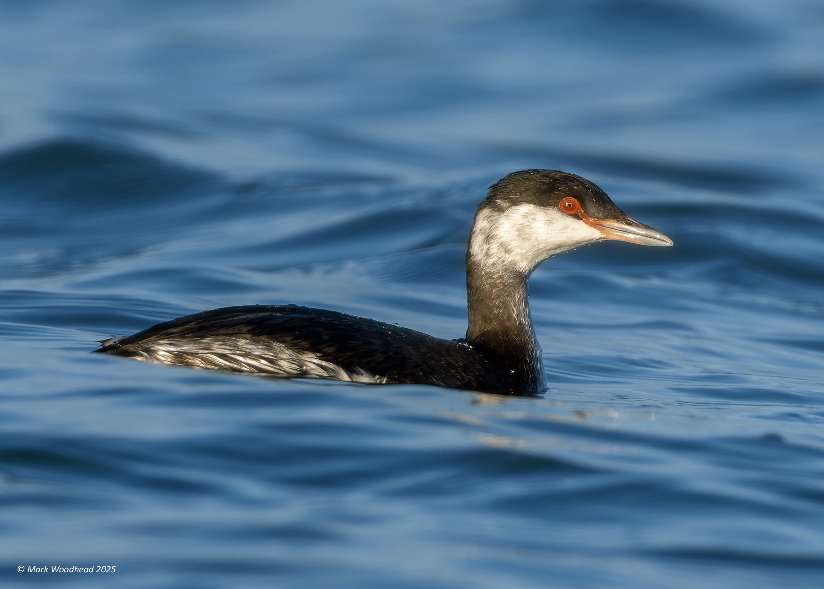 Slavonian Grebe