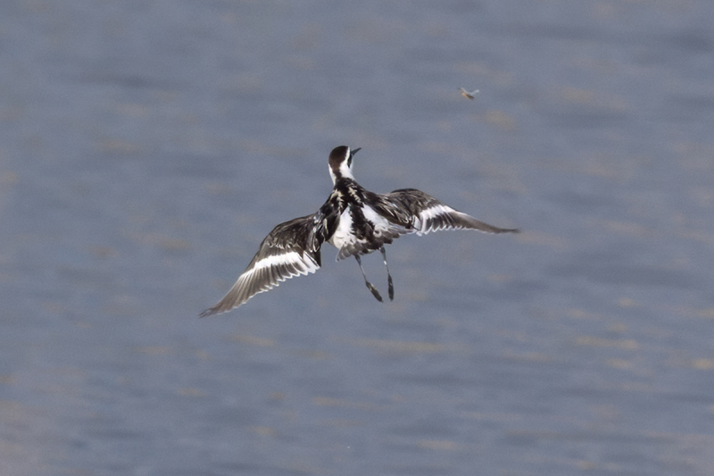 Red-necked Phalarope