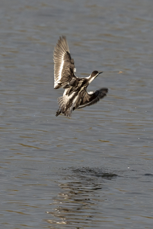 Red-necked Phalarope