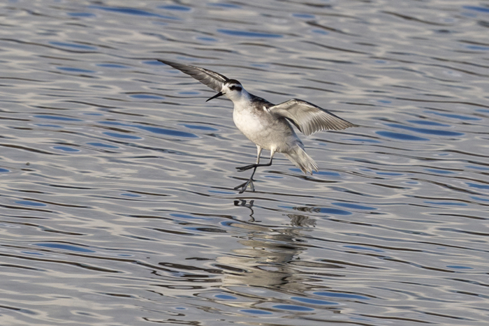 Red-necked Phalarope