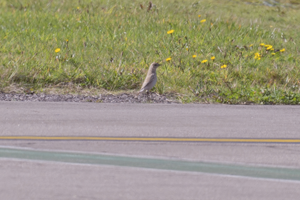 Isabelline Wheatear