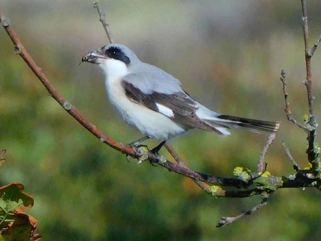 Lesser Grey Shrike