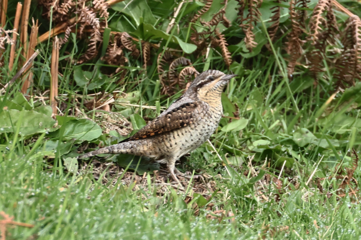 Wryneck