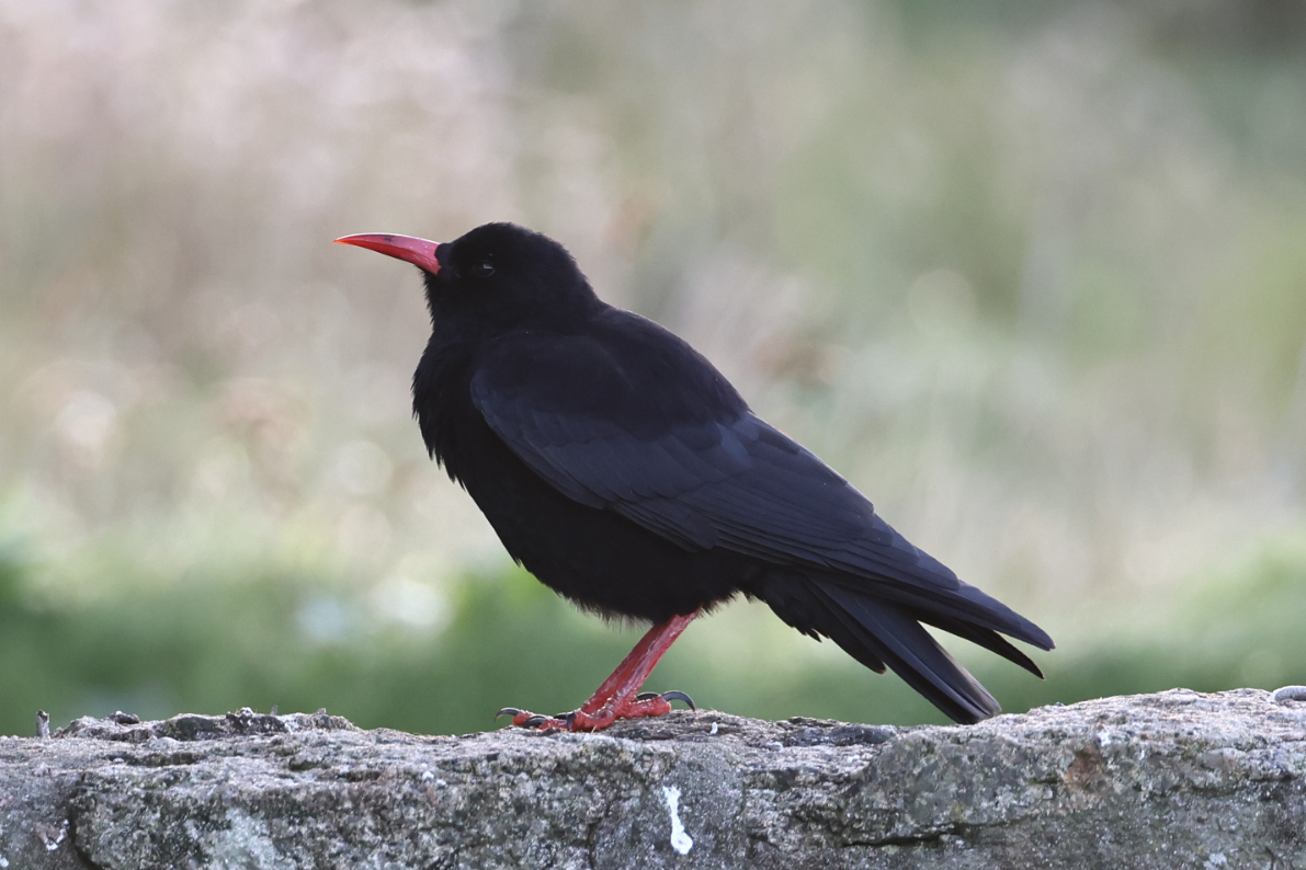 Chough
