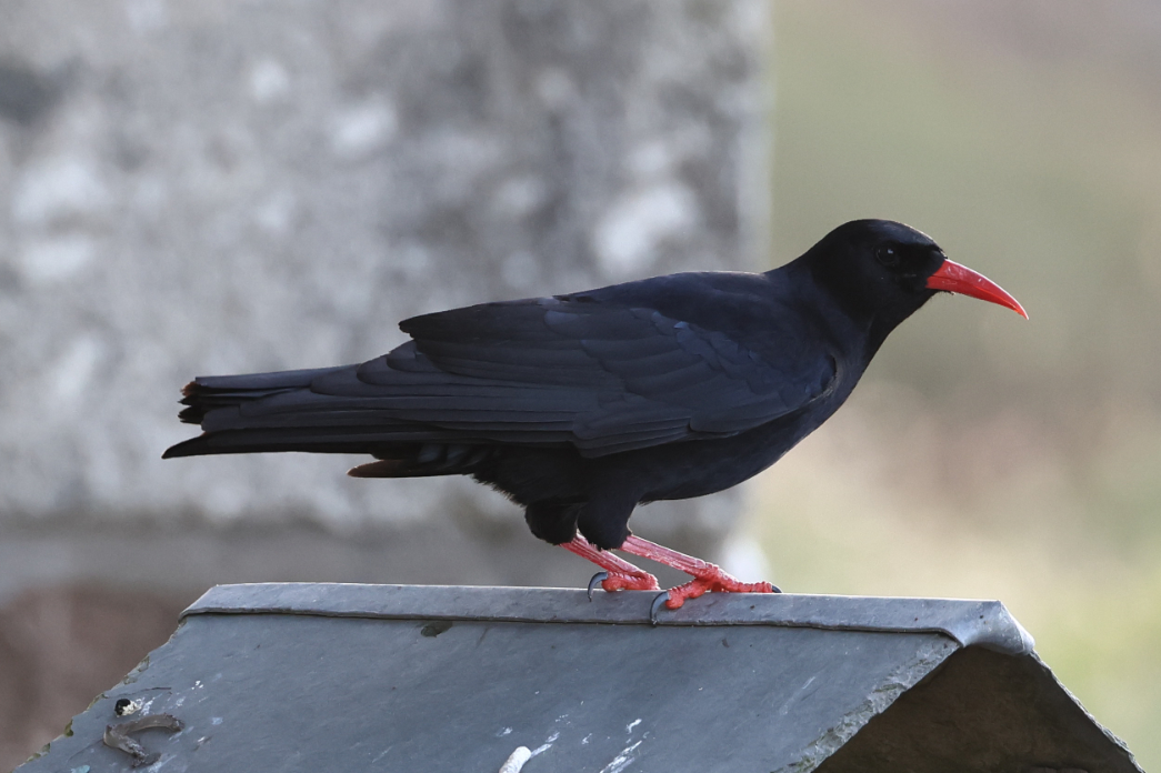 Chough