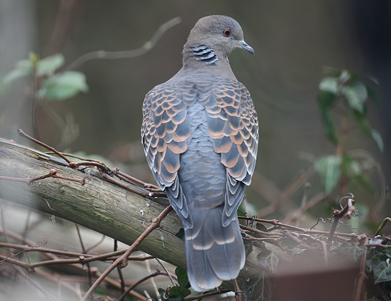 Rufous Turtle Dove