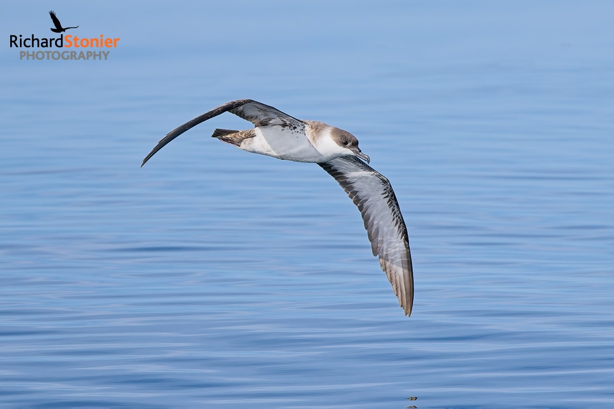 Great Shearwater
