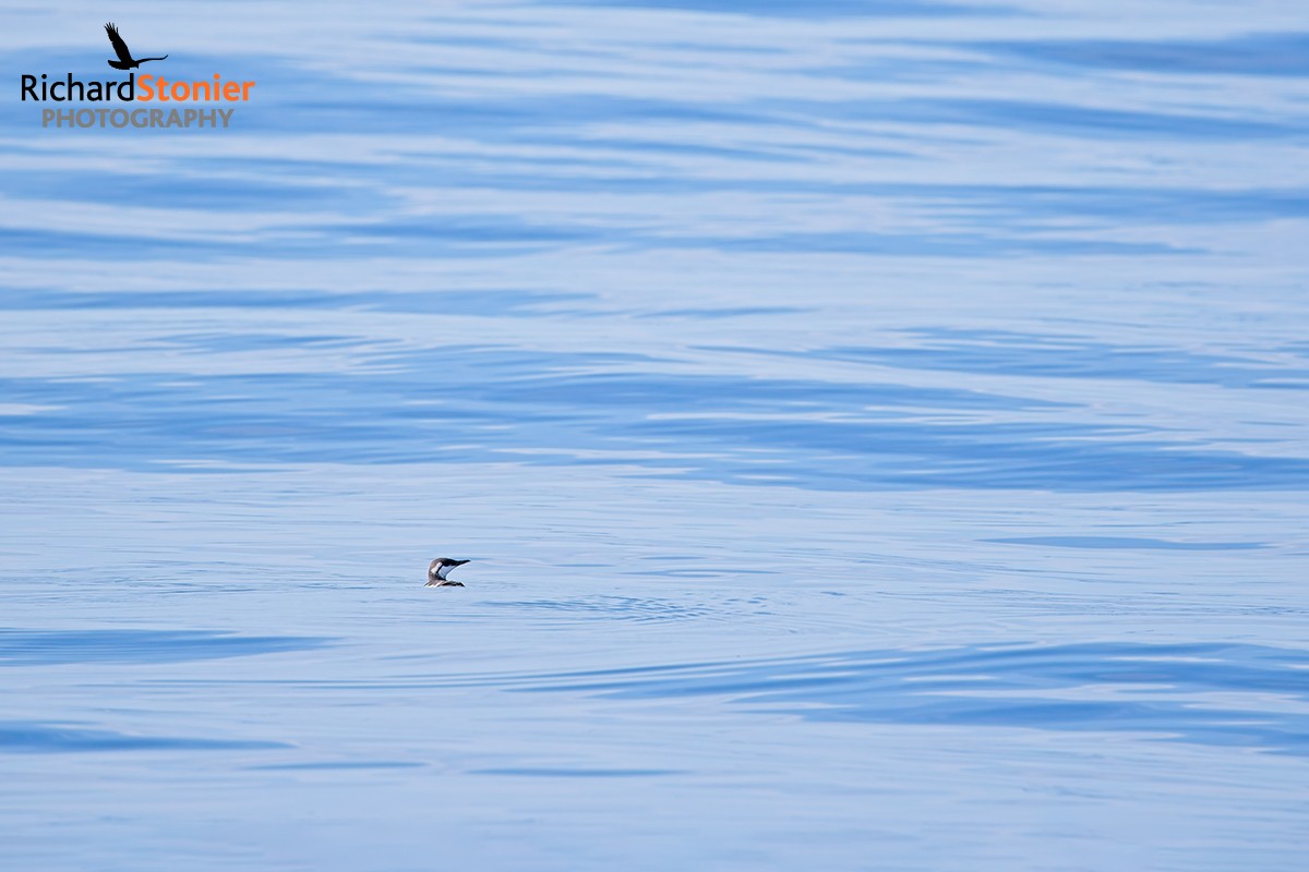 Guillemot