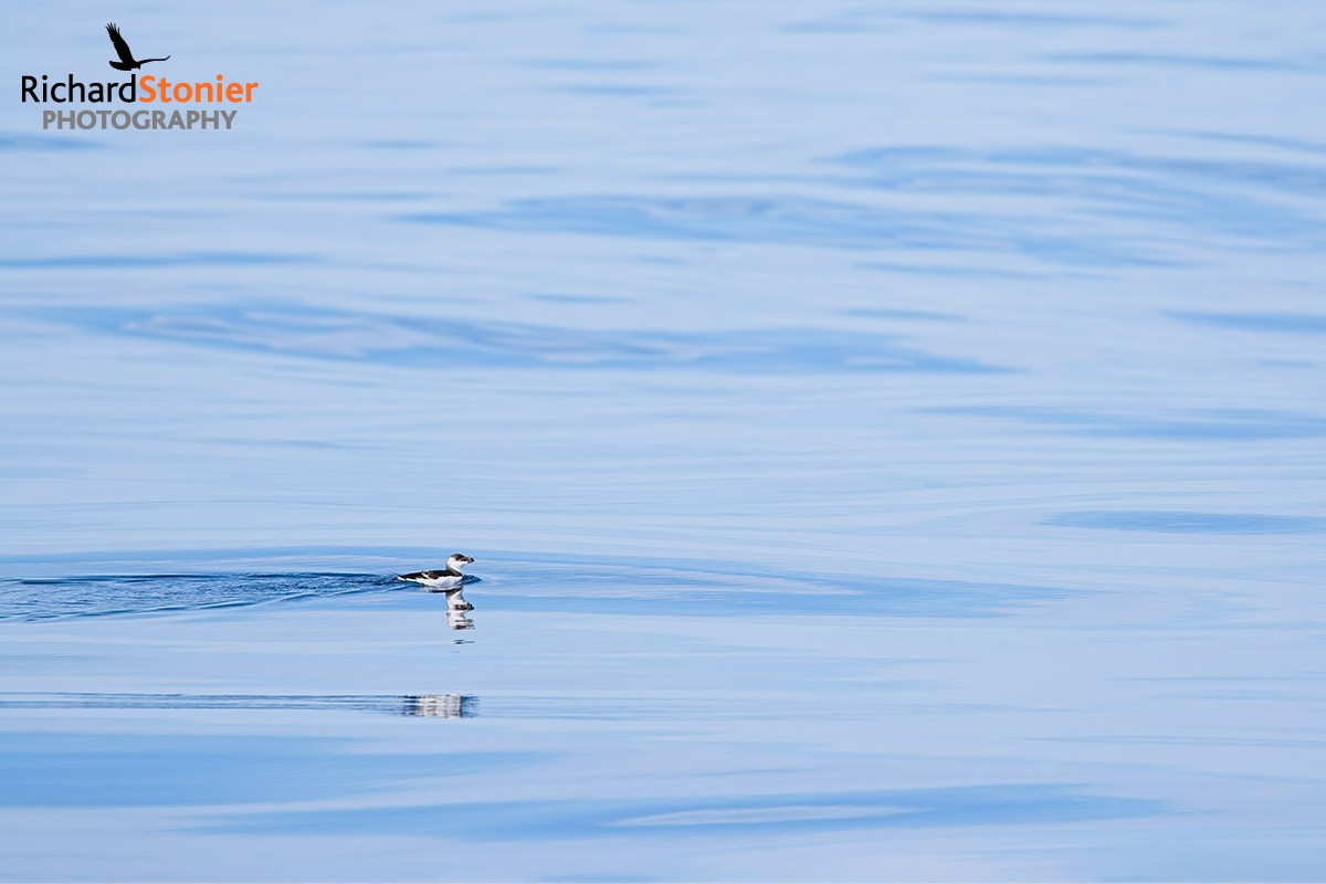 Razorbill