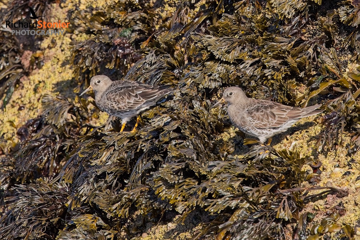 Purple Sandpiper