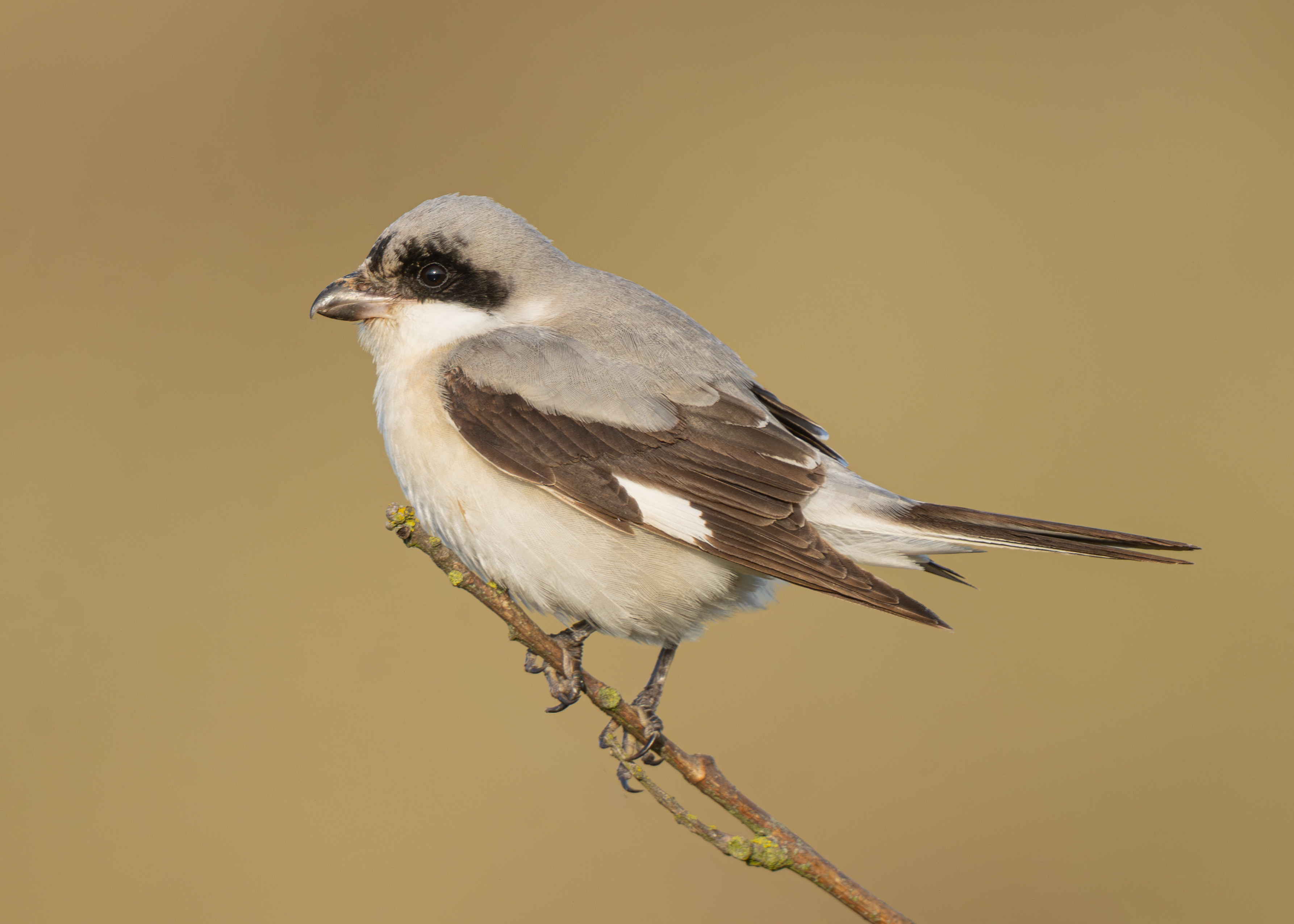 Lesser Grey Shrike