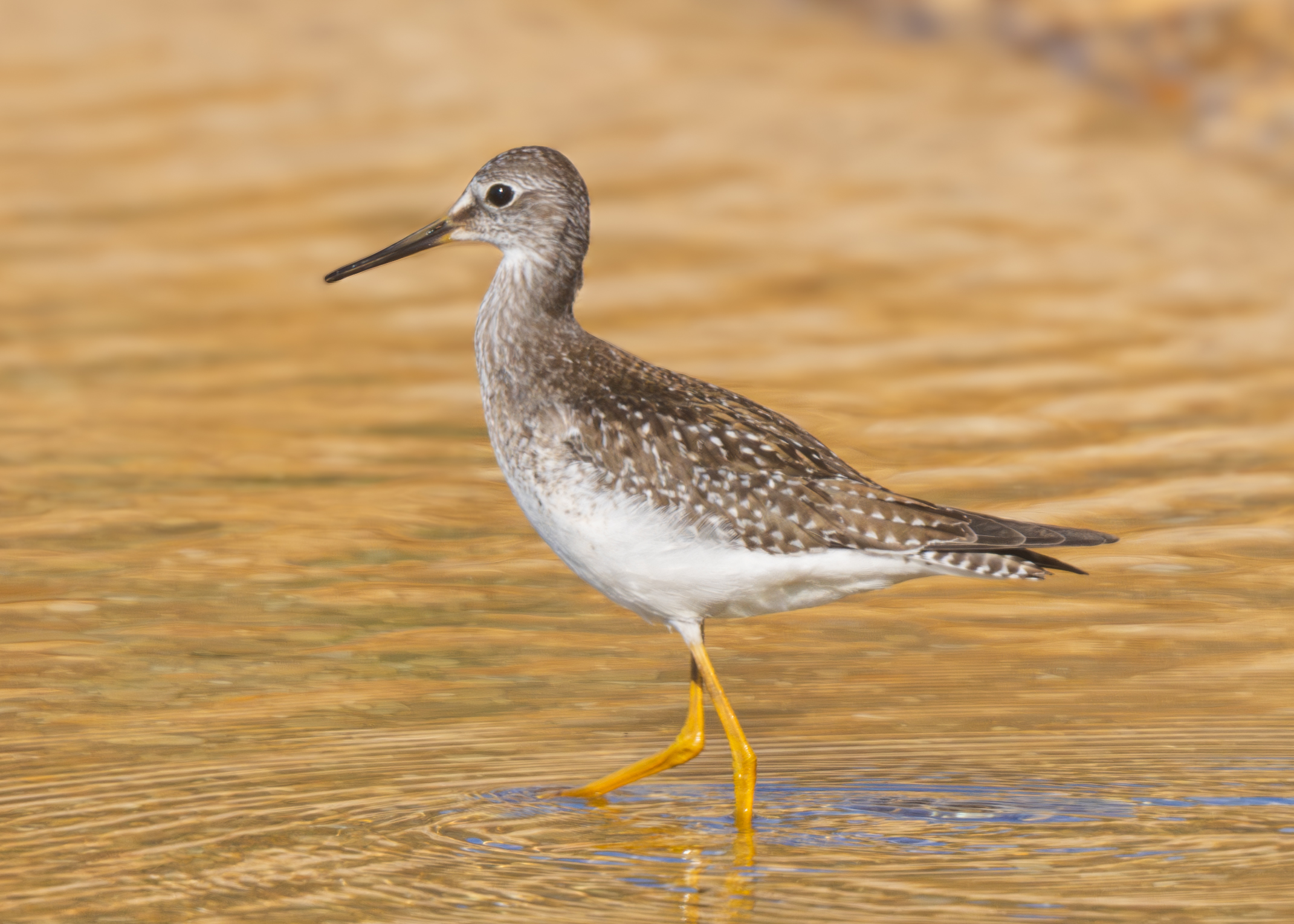 Lesser Yellowlegs
