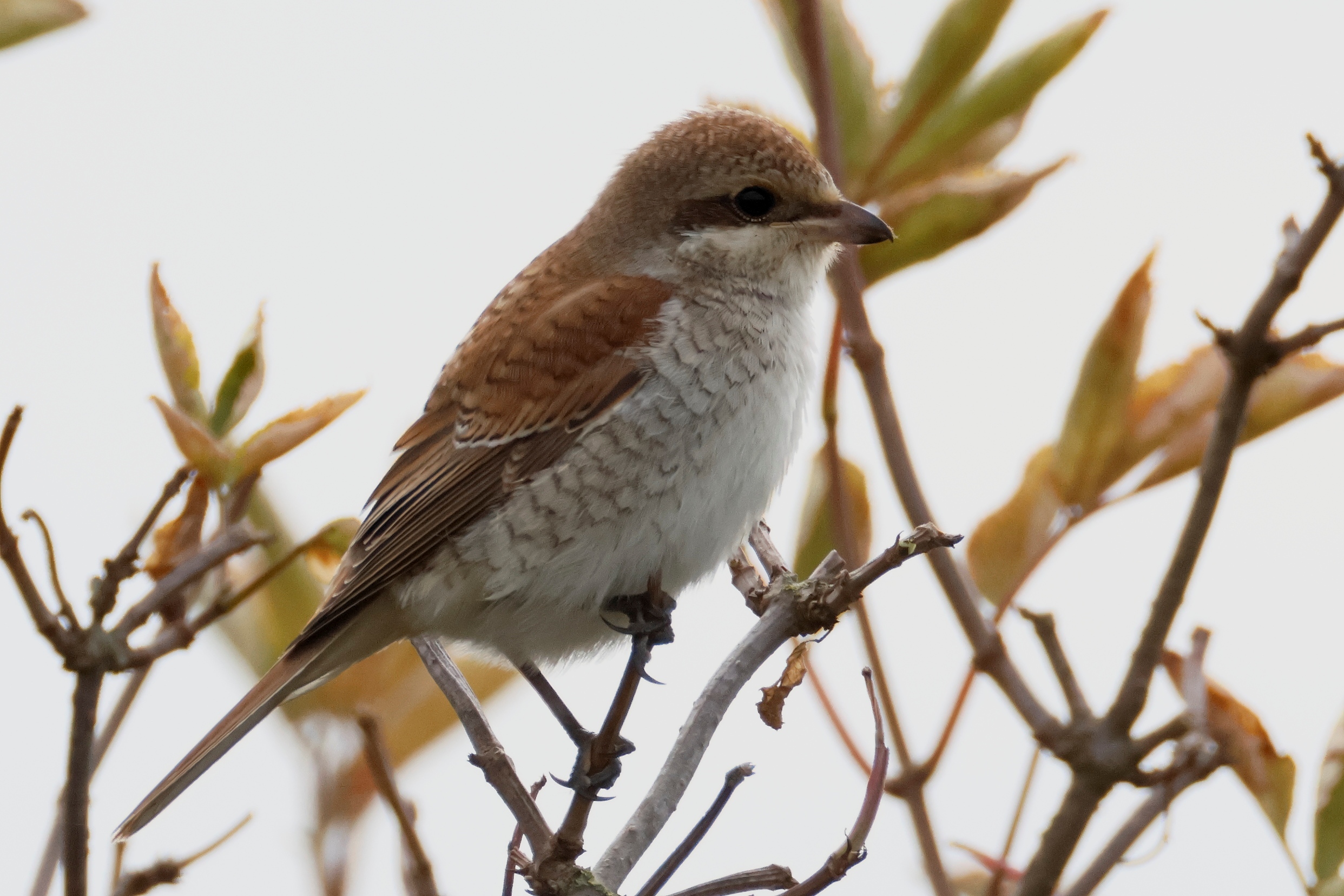 Red-backed Shrike