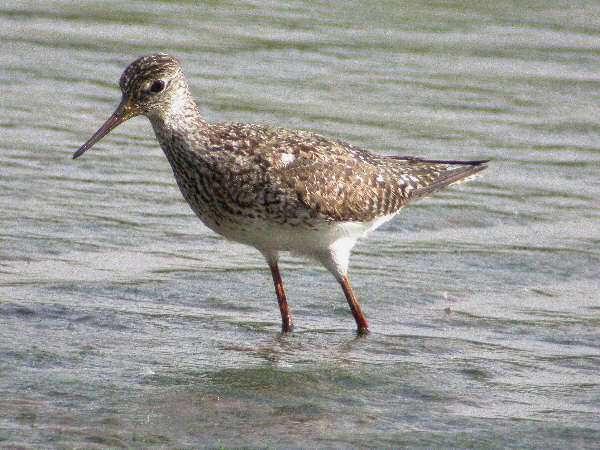 Lesser Yellowlegs