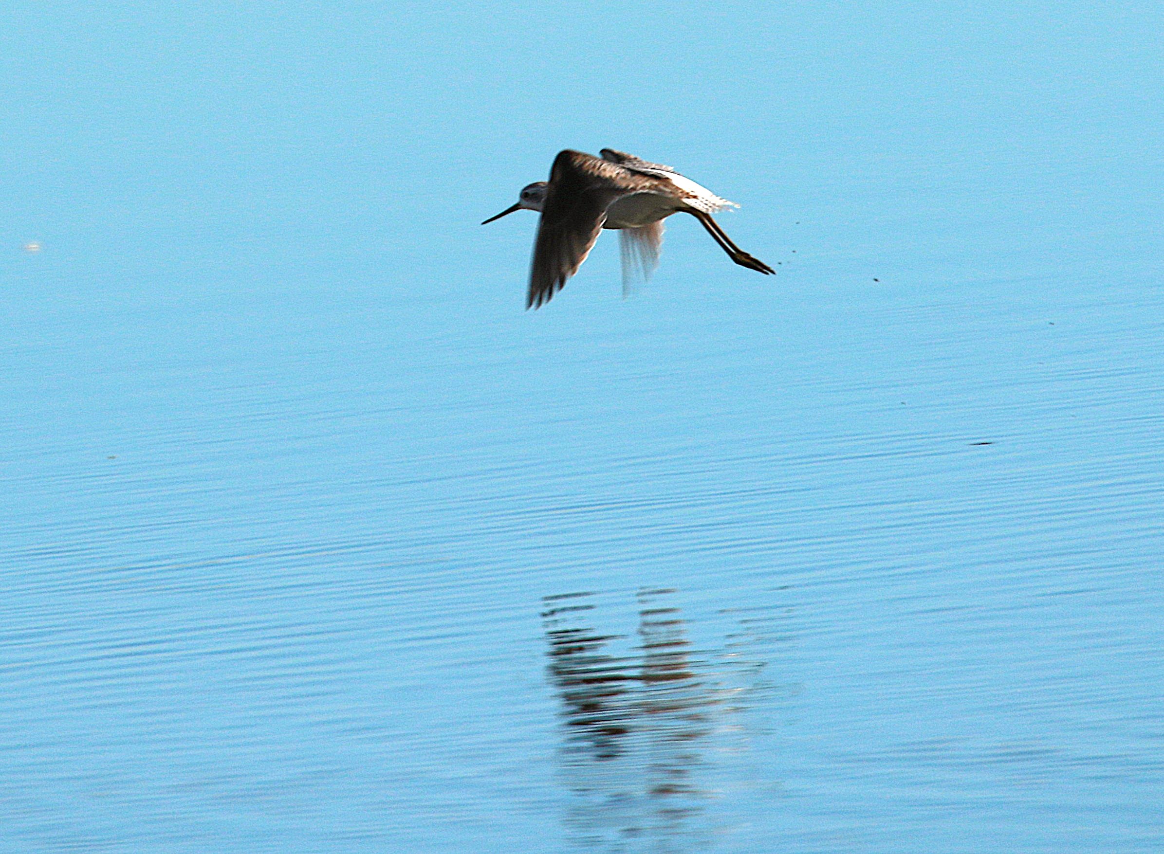 Marsh Sandpiper