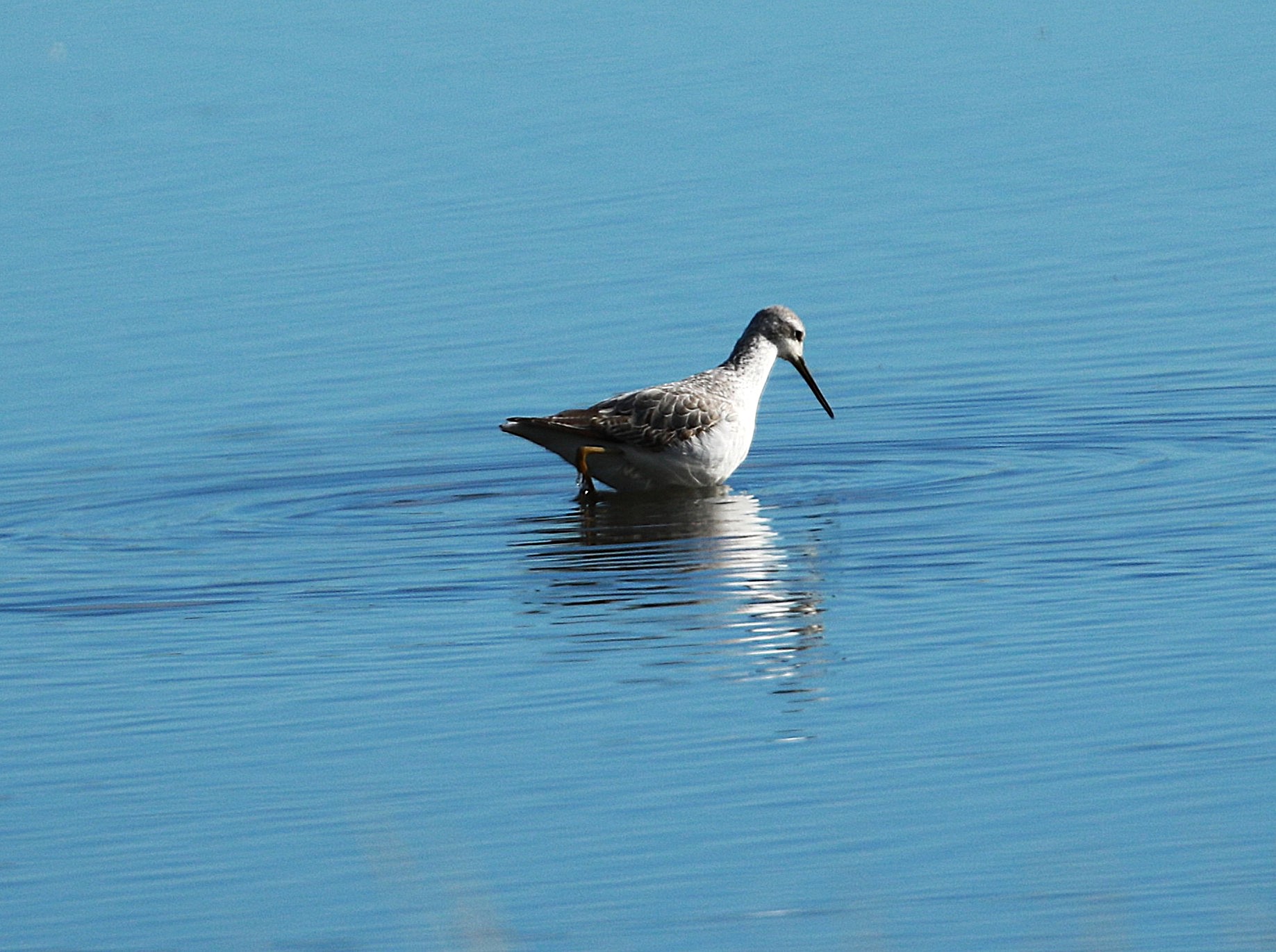 Marsh Sandpiper