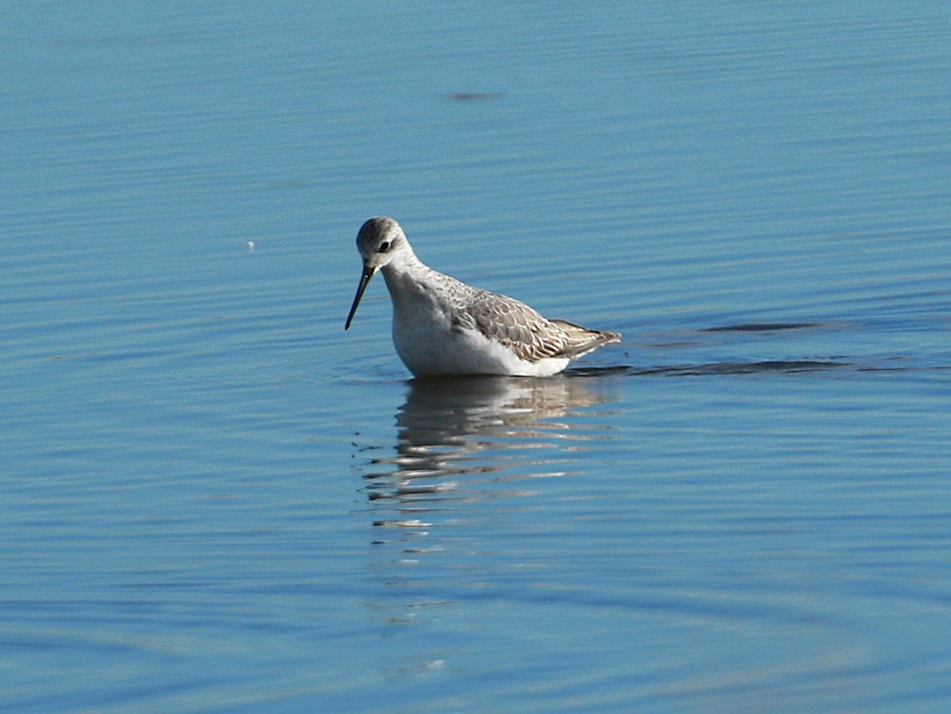 Marsh Sandpiper