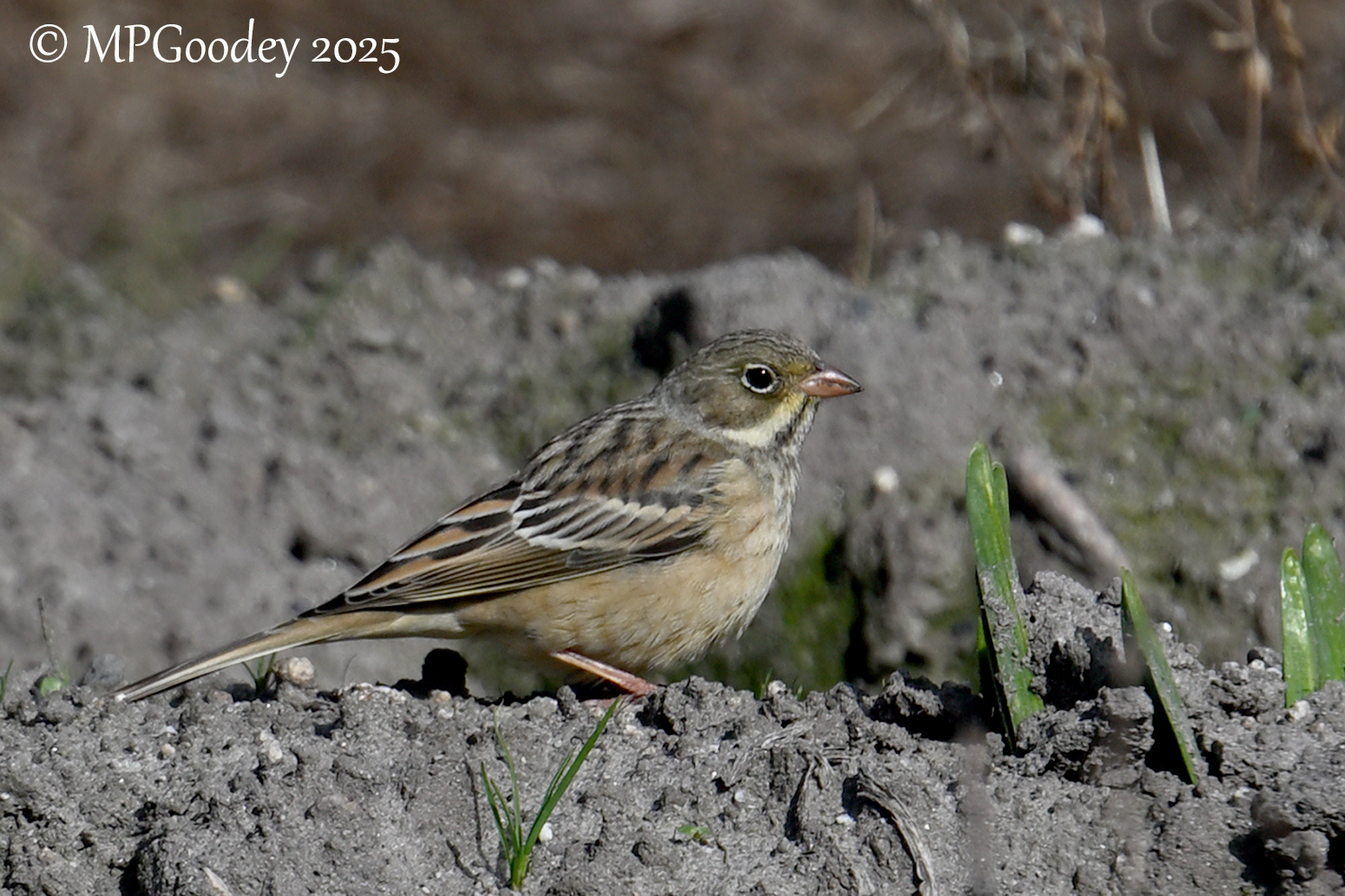 Ortolan Bunting