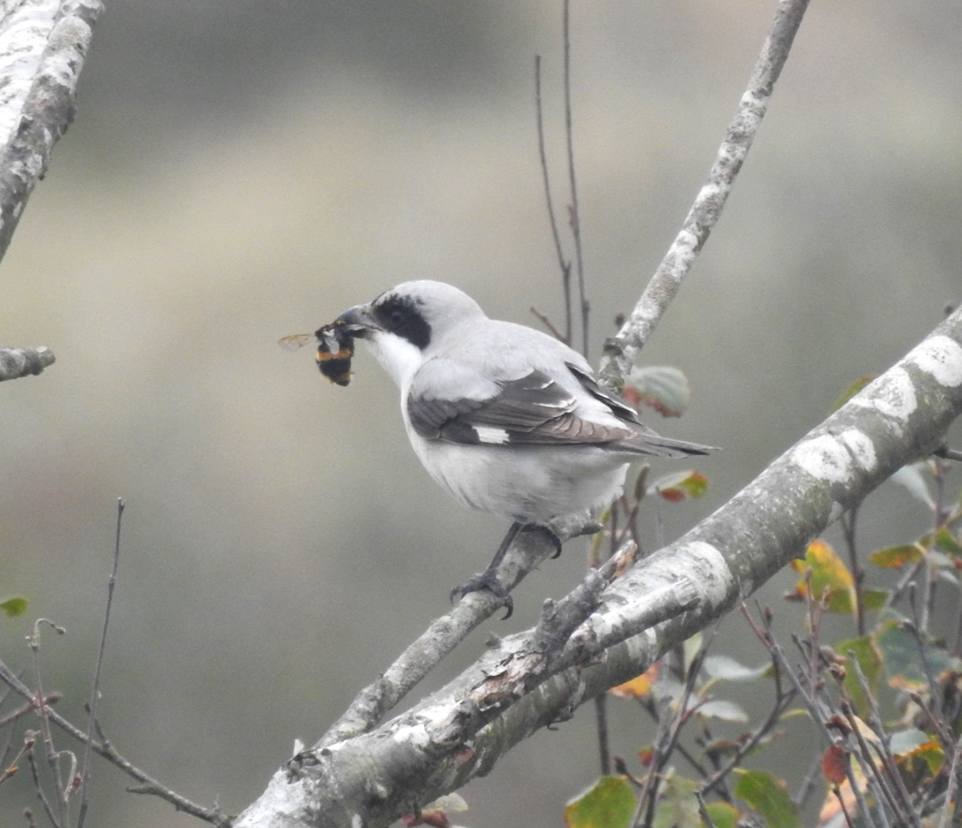 Lesser Grey Shrike