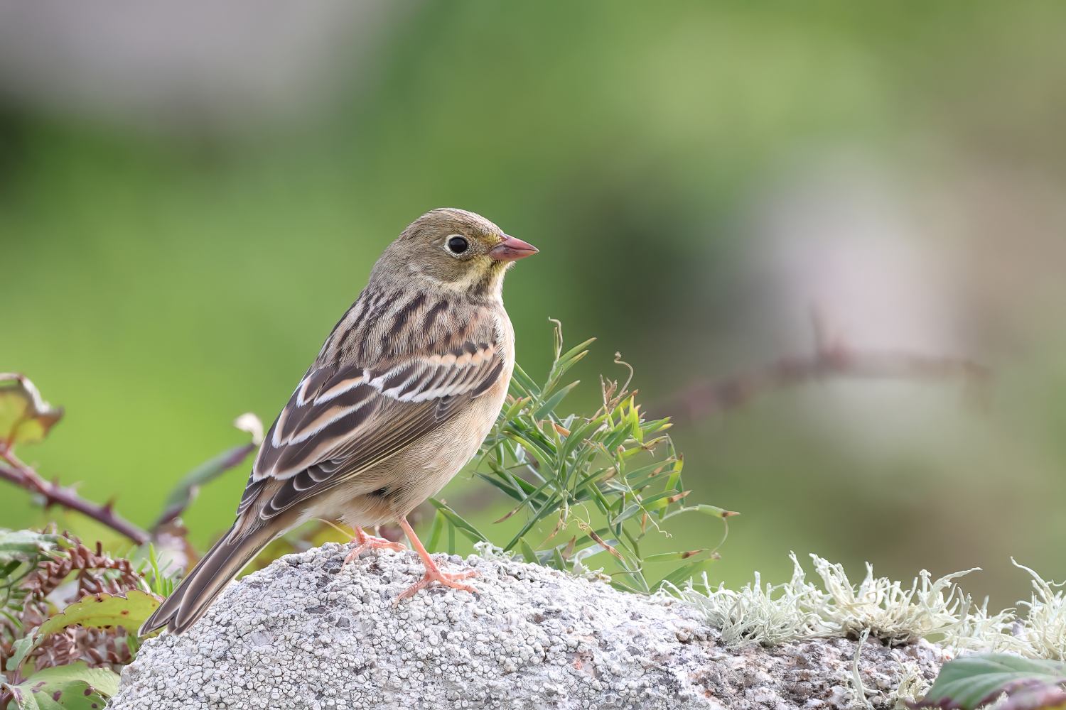 Ortolan Bunting
