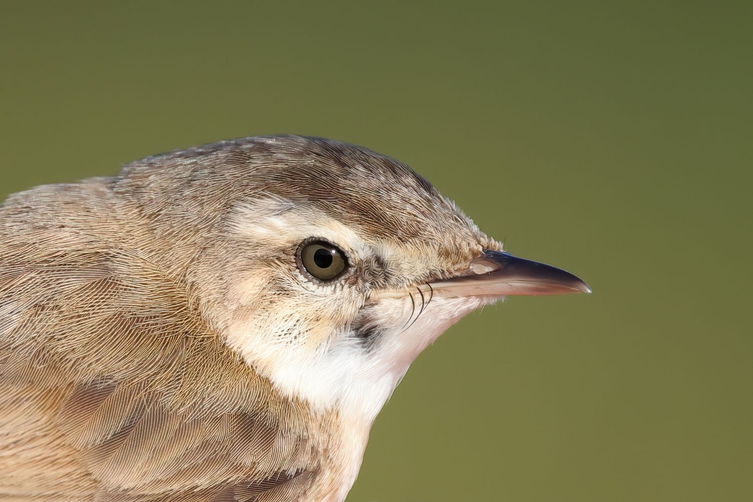 Paddyfield Warbler