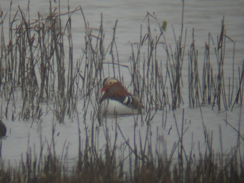 Mandarin