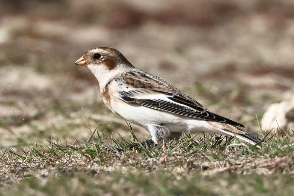 Snow Bunting